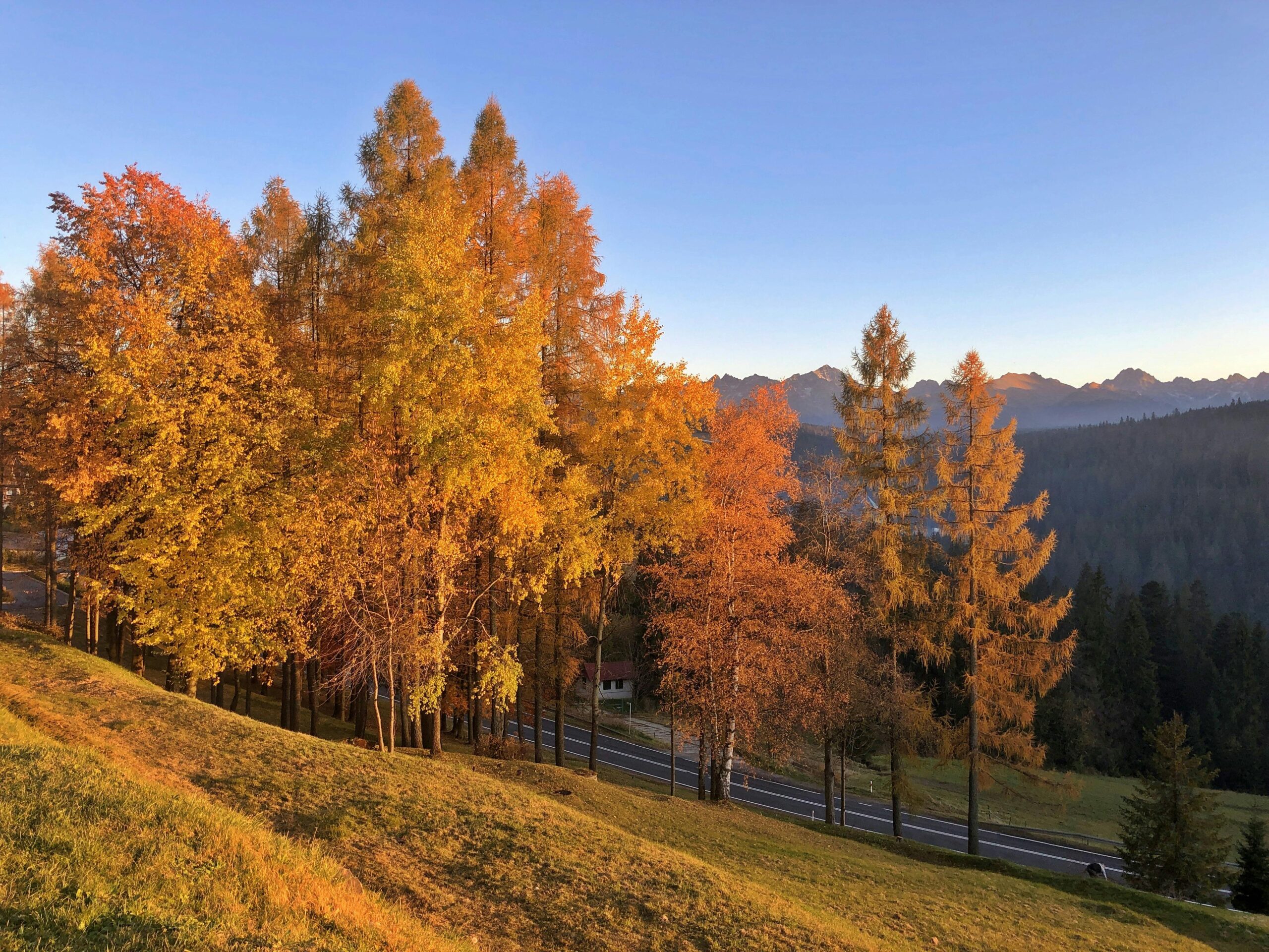 Colorful autumn forest in Eastern Europe with misty morning light